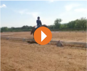 Gretchen Scott Equestrian